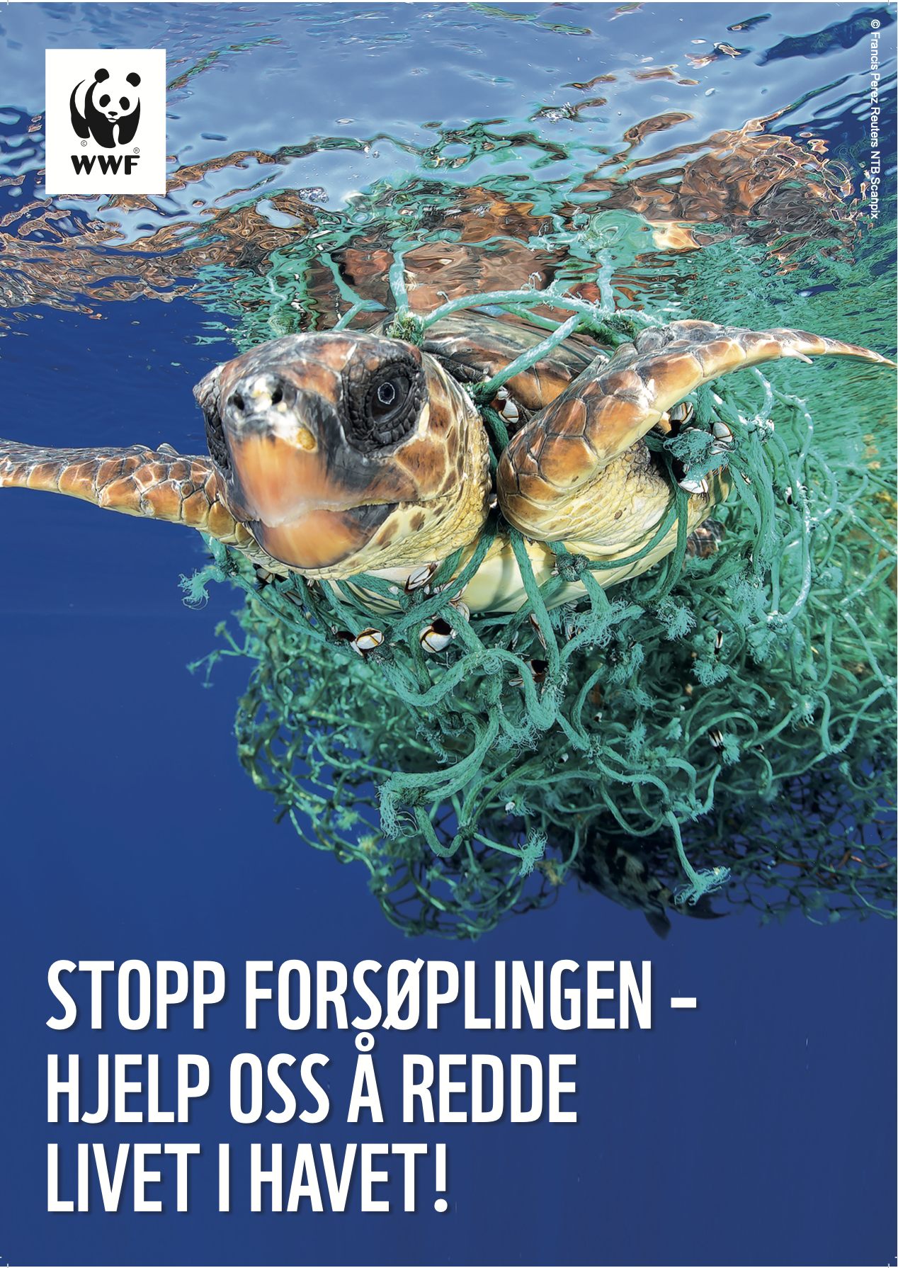WWF Norway campaign poster. WWF Norway logo in the top left corner. Main image of a turtle trapped in green netting, swimming just below the surface of a clear blue sea. Stopp Forsoplingen - hjelp oss a redde livet I havet!